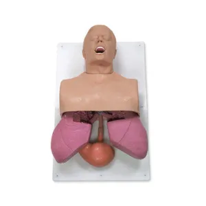 Adult Airway Management Trainer