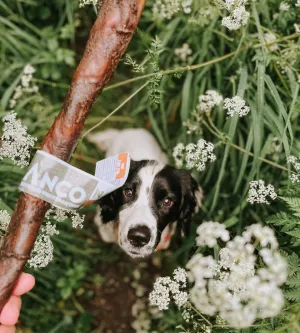 ANCO Giant Camel Stick Chew Dog Treat