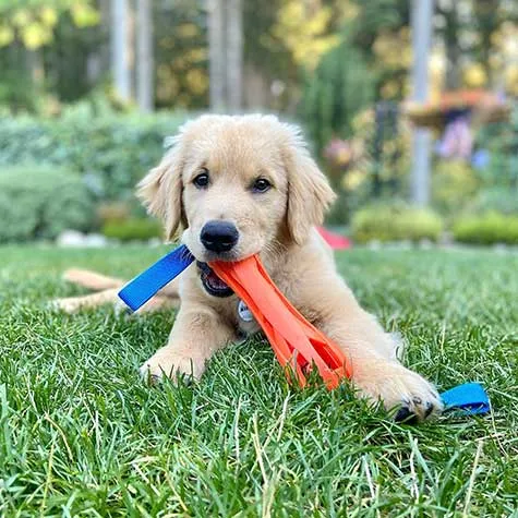 Chuckit! Air Bumper Dog Toy