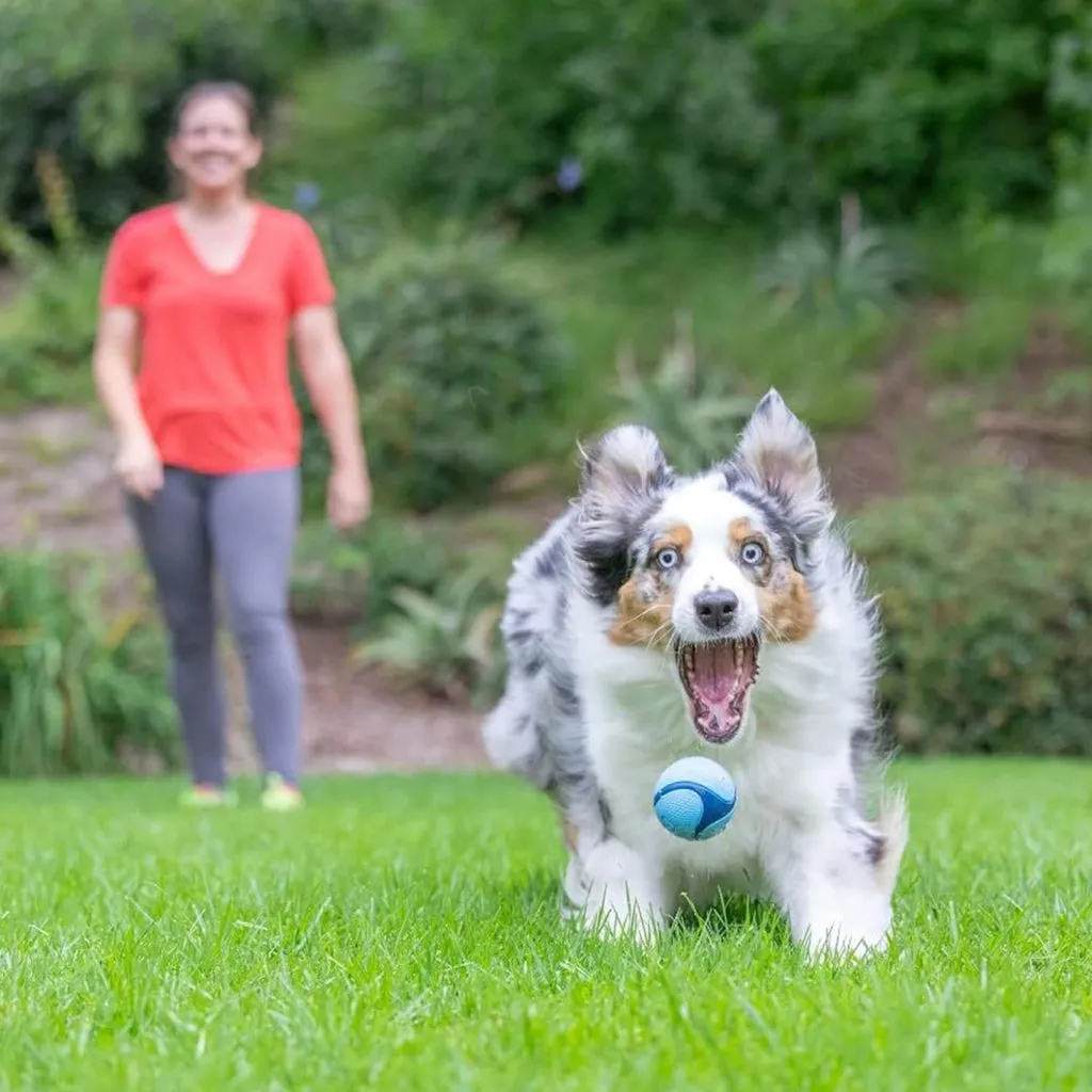 Chuckit! Sniff Fetch Scented Rubber Ball Toy For Dogs