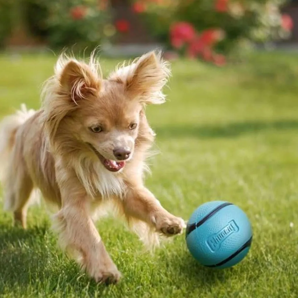 Chuckit! Sniff Fetch Scented Rubber Ball Toy For Dogs