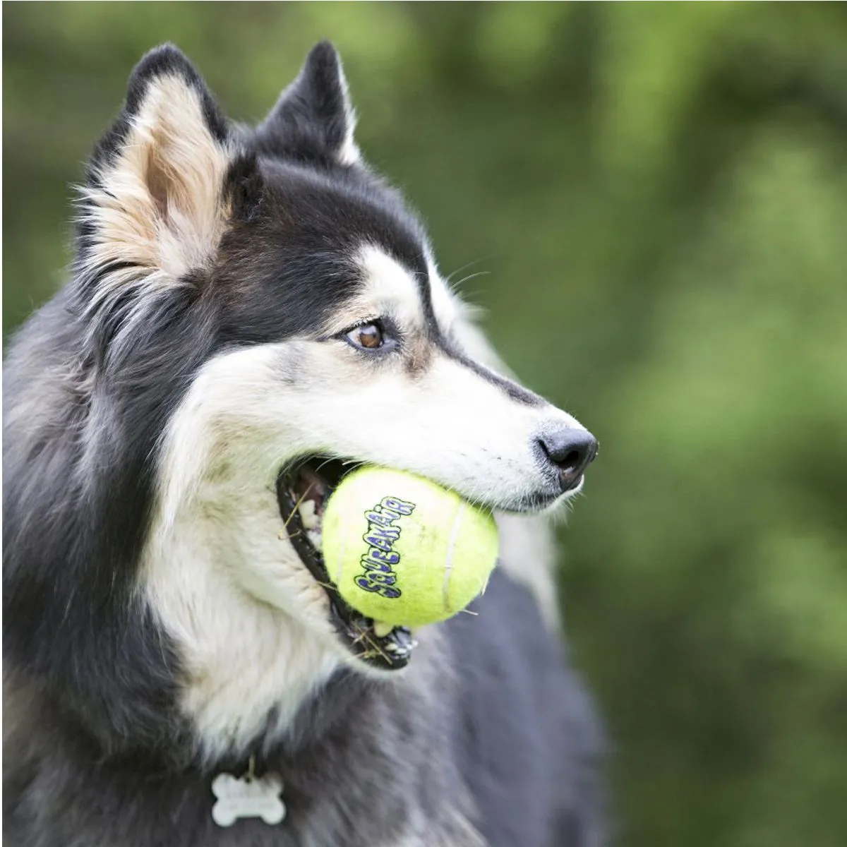 Kong AirDog Squeaker Tennis Balls - Medium 3 Pack