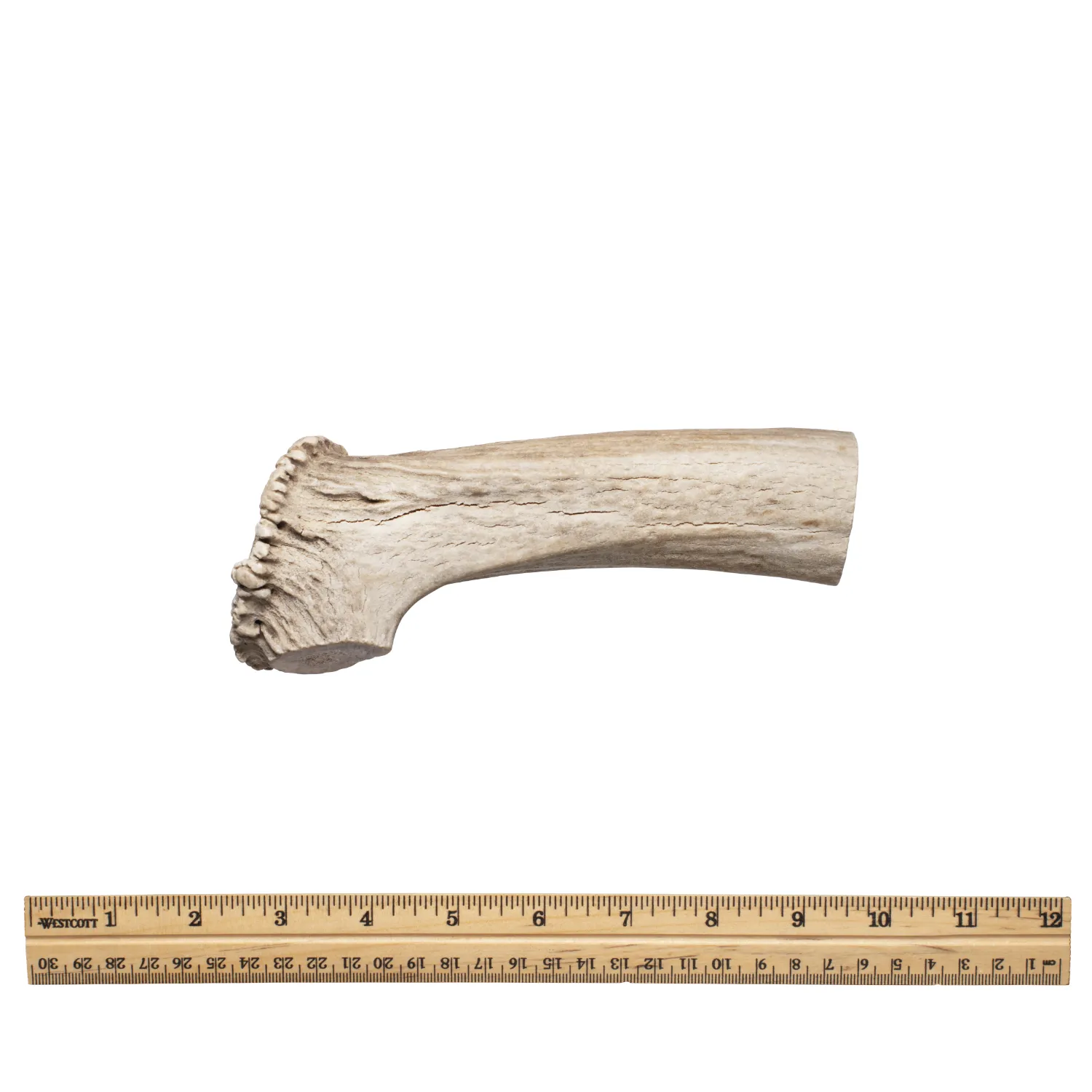 Whole Antler